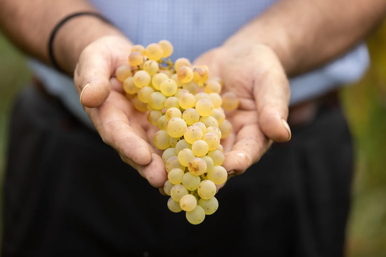 Frisch geerntete Chasselas-Trauben