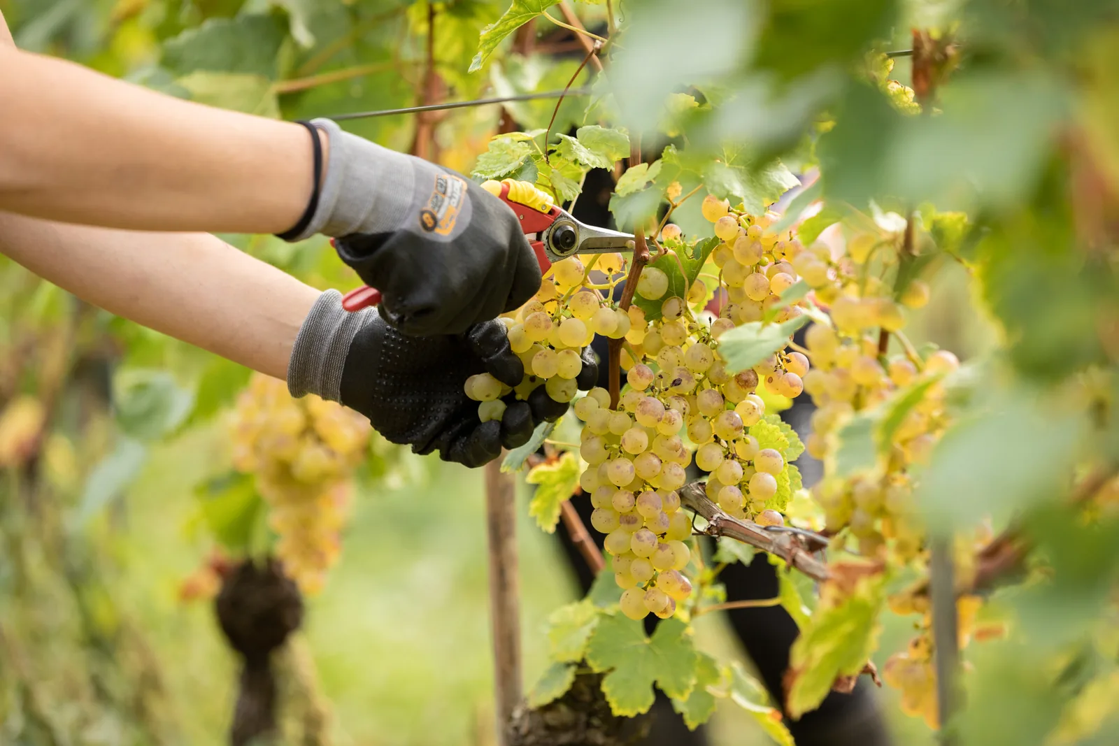 Weinlese im Rebberg von Aigle